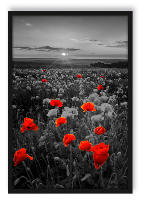 Pixxprint schöne Mohnwiese, Poster mit Bilderrahmen