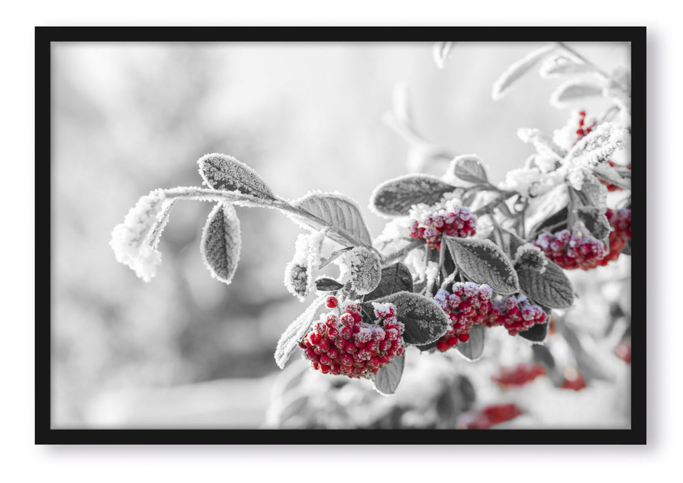 Vogelbeeren im frostigen Winter, Poster mit Bilderrahmen