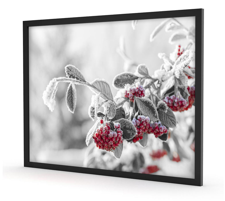 Vogelbeeren im frostigen Winter, Poster mit Bilderrahmen