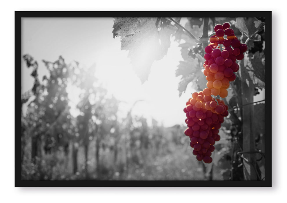wunderschöne Weintrauben an Rebe, Poster mit Bilderrahmen