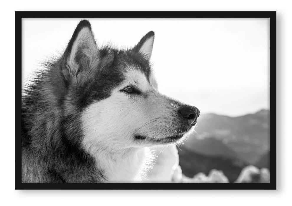 Pixxprint wunderschöner Husky im Schnee, Poster mit Bilderrahmen