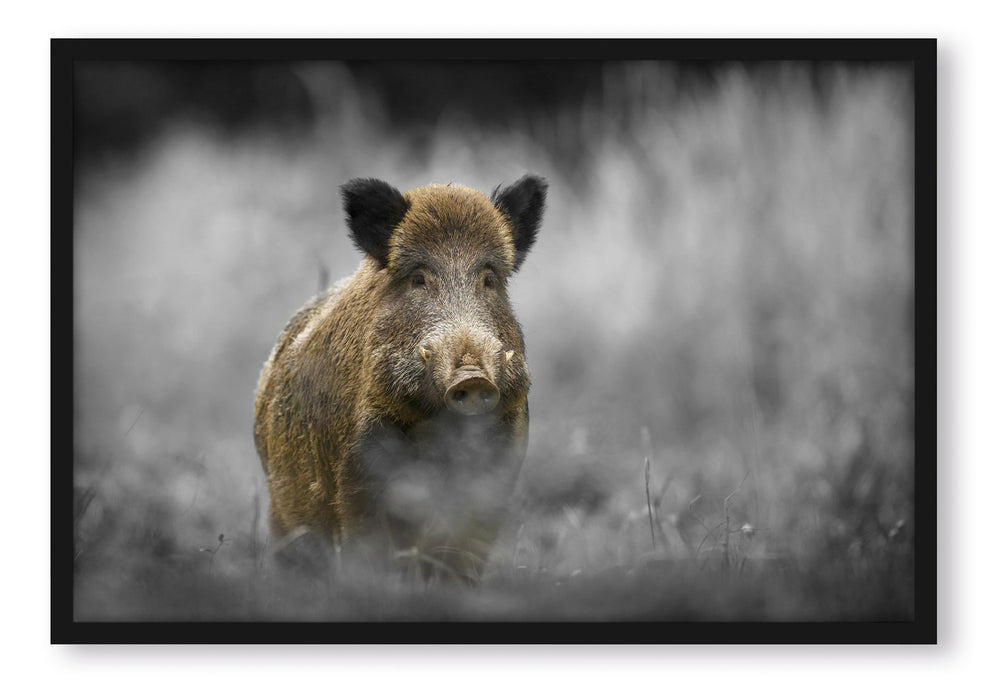 Pixxprint einsames Wildschwein im Wald, Poster mit Bilderrahmen