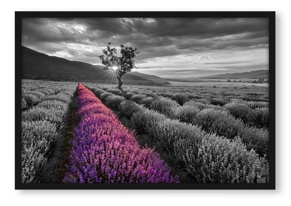 Pixxprint Lavendelfeld mit Baum, Poster mit Bilderrahmen