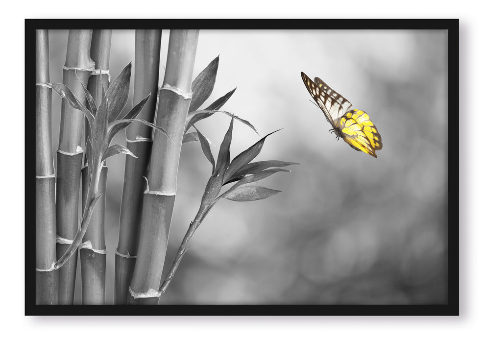 schöner Schmetterling vor Bambus, Poster mit Bilderrahmen