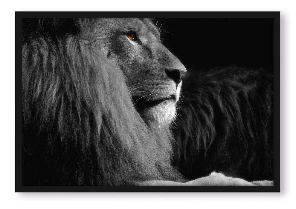 Pixxprint wunderschöner stolzer Löwe, Poster mit Bilderrahmen