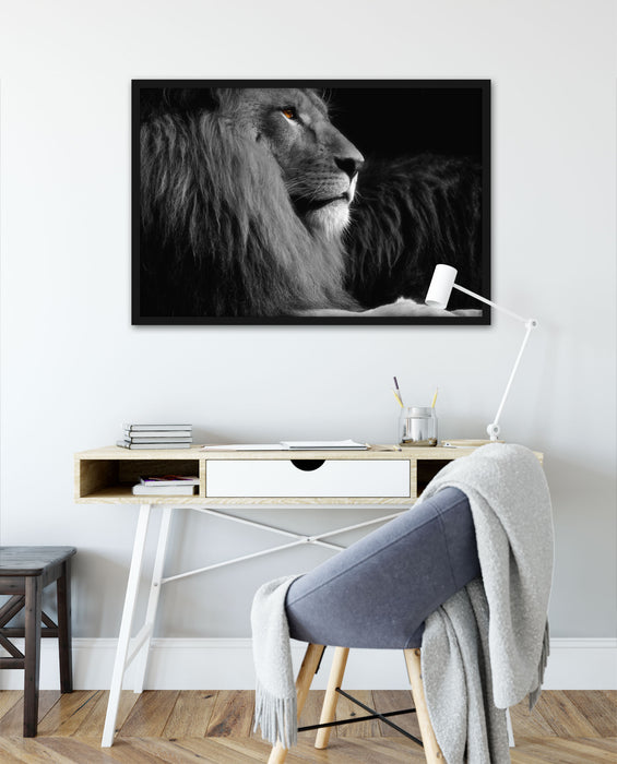 wunderschöner stolzer Löwe, Poster mit Bilderrahmen