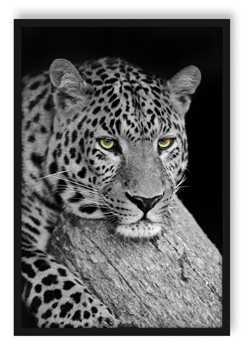 Pixxprint ruhender Leopard, Poster mit Bilderrahmen