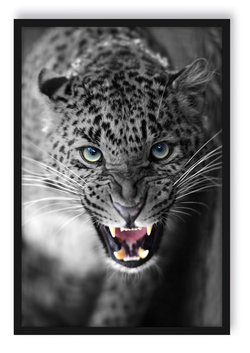 Pixxprint schöner fauchender Leopard, Poster mit Bilderrahmen