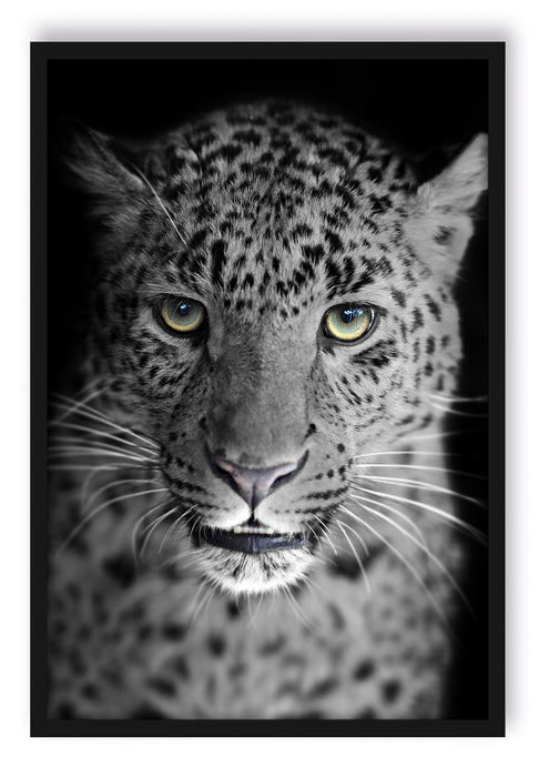 Pixxprint wunderschöner stolzer Leopard, Poster mit Bilderrahmen