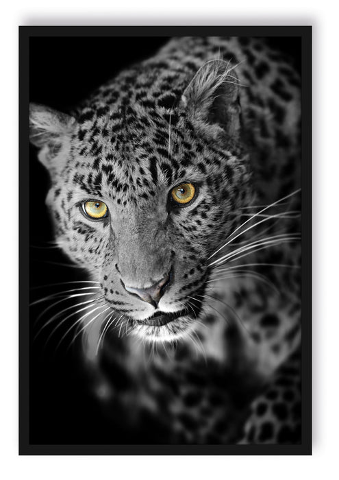 Pixxprint prächtig anmutiger Leopard, Poster mit Bilderrahmen