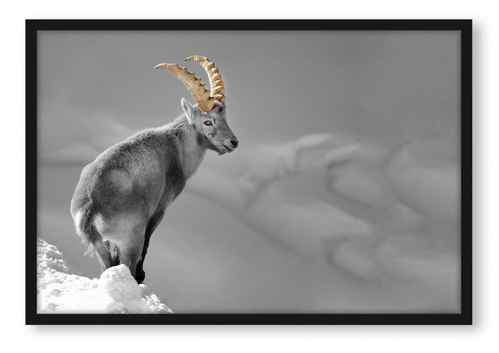 Pixxprint schöner Steinbock im Schnee, Poster mit Bilderrahmen