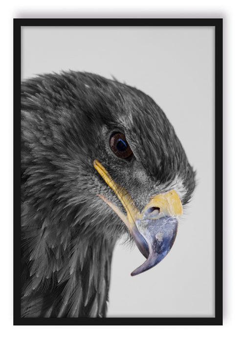 Pixxprint wunderschöner Adler im Portrait, Poster mit Bilderrahmen