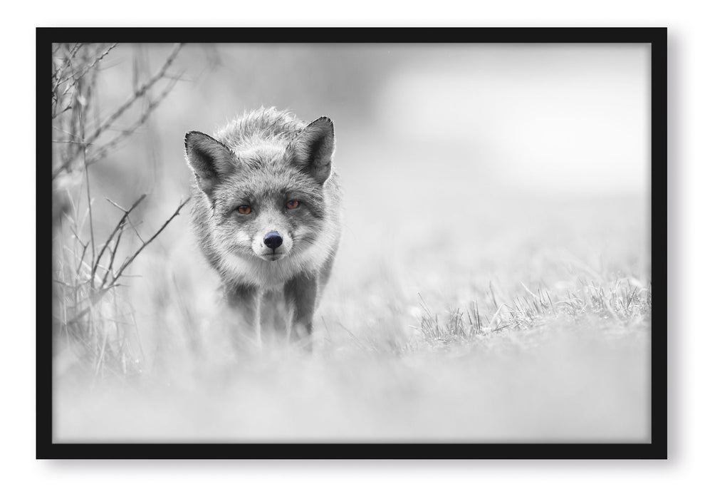 Pixxprint hübscher schleichender Fuchs, Poster mit Bilderrahmen