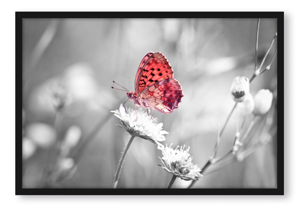 Pixxprint Schmetterling auf Blüte, Poster mit Bilderrahmen