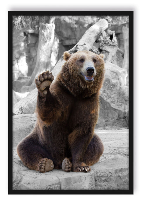 Pixxprint dicker Bär sagt Hallo, Poster mit Bilderrahmen