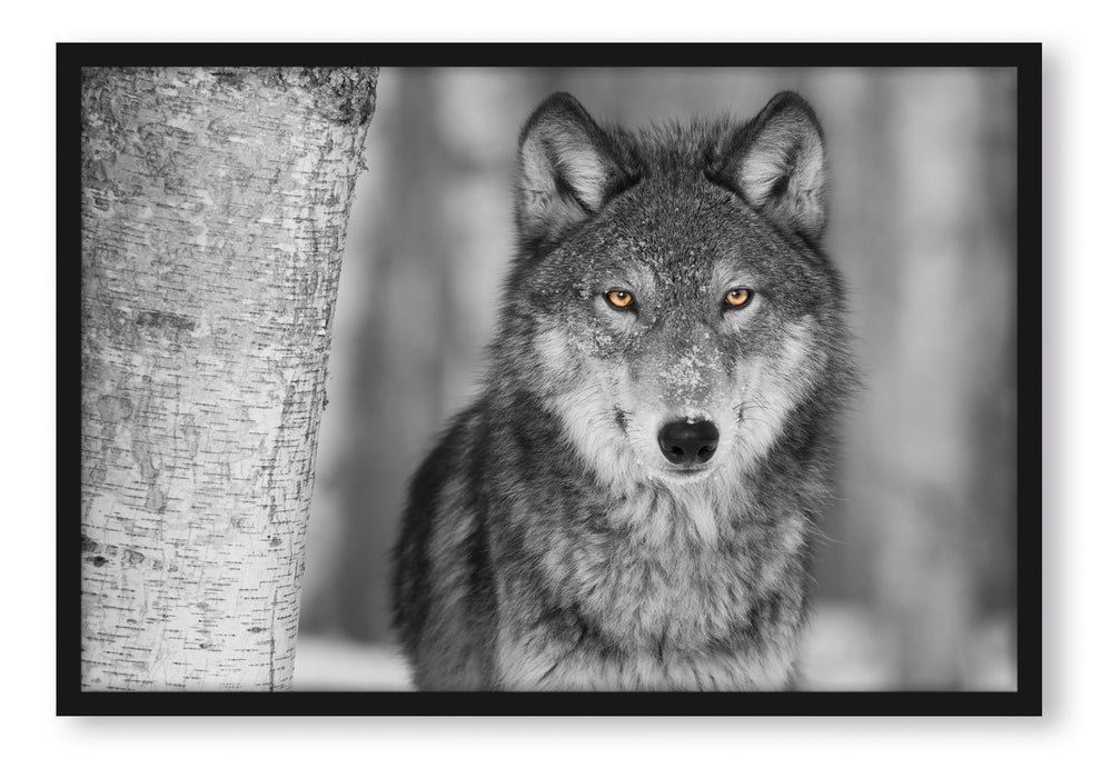 Pixxprint wunderschöner wachsamer Wolf, Poster mit Bilderrahmen