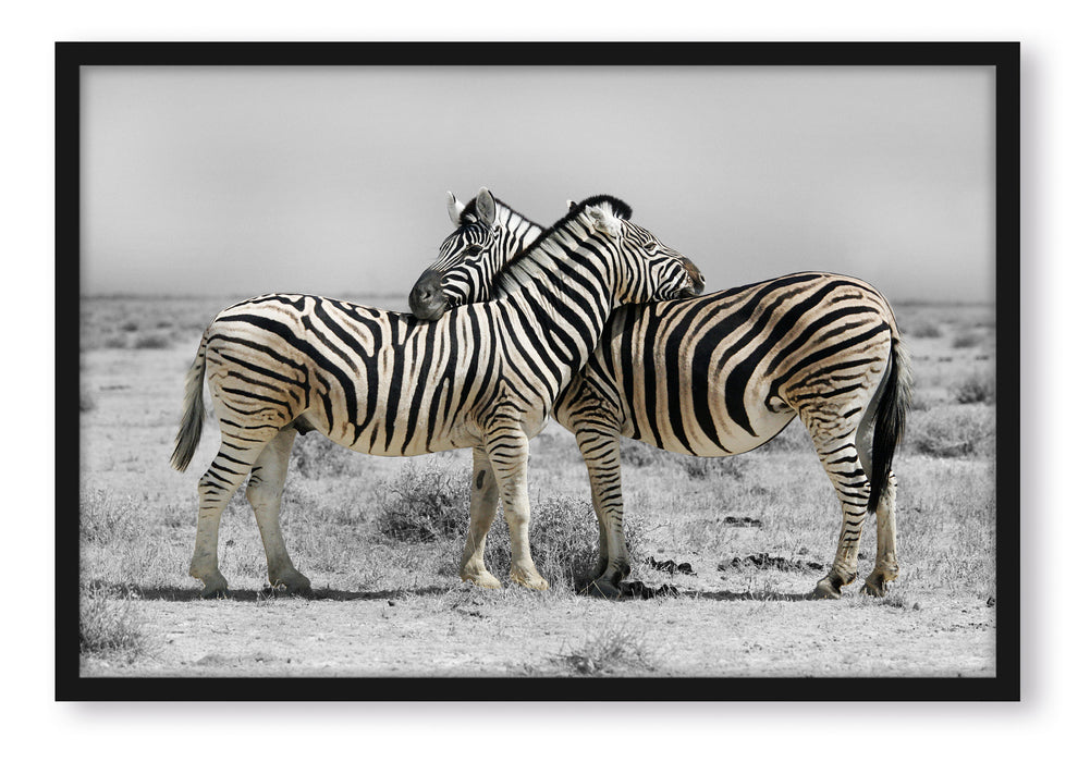 Pixxprint Zebras in der Savanne, Poster mit Bilderrahmen