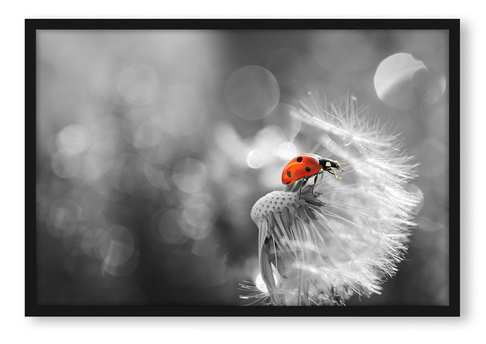 Pixxprint Marienkäfer auf Pusteblume, Poster mit Bilderrahmen