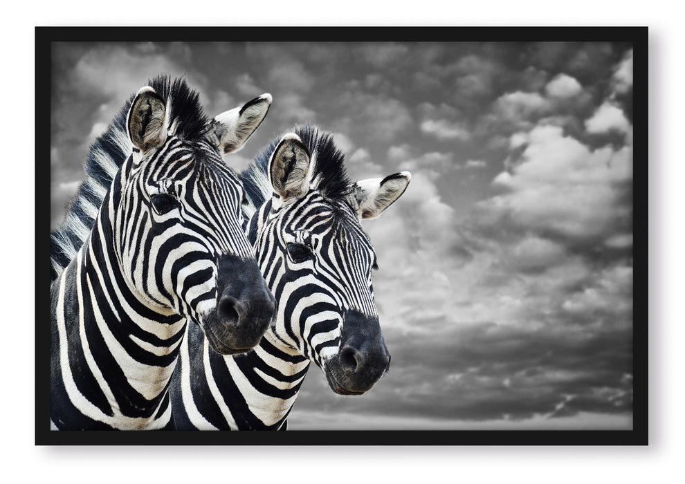 zwei Zebras, Poster mit Bilderrahmen
