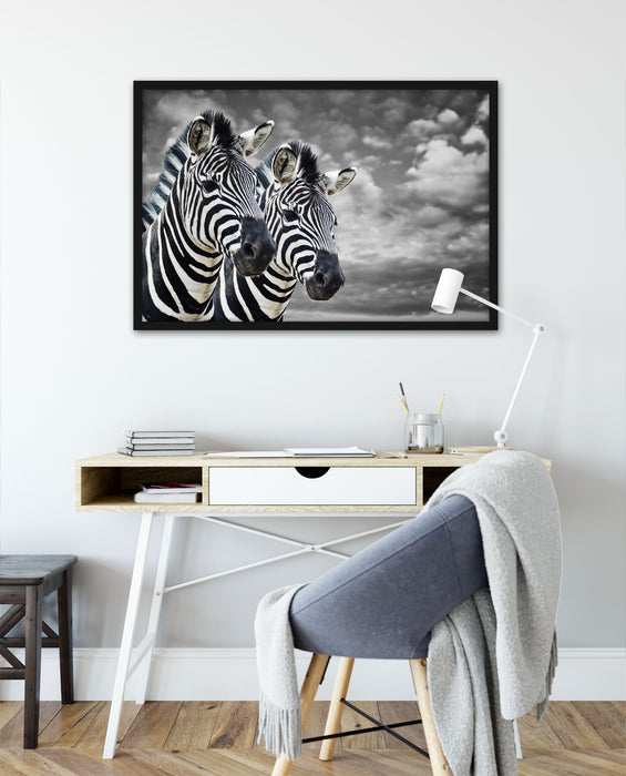 zwei Zebras, Poster mit Bilderrahmen