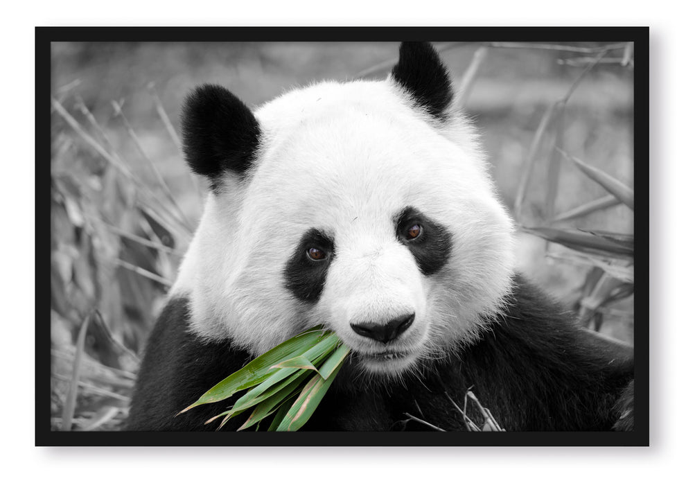 Pixxprint kuscheliger Panda frisst Bambus, Poster mit Bilderrahmen