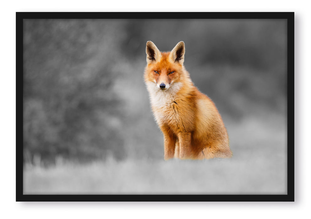 Pixxprint prachtvoller Fuchs, Poster mit Bilderrahmen