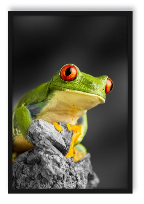 Pixxprint schöner Rotaugen Frosch, Poster mit Bilderrahmen