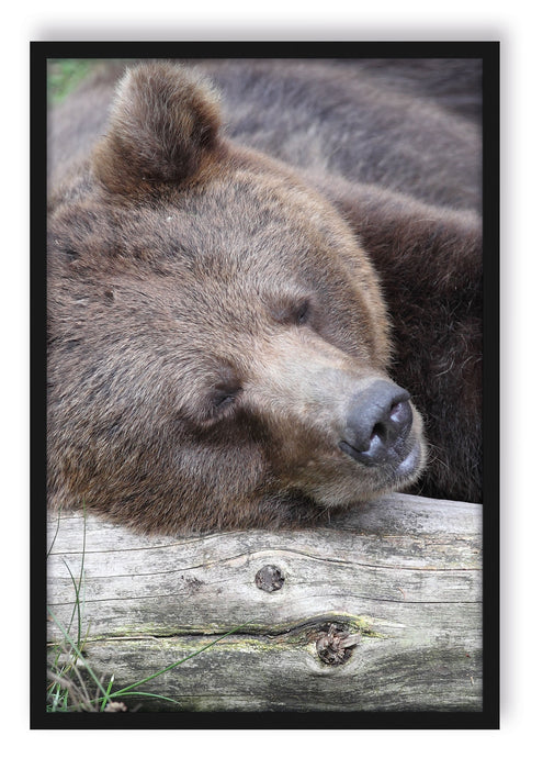 Pixxprint Bär schläft auf Baumstamm, Poster mit Bilderrahmen