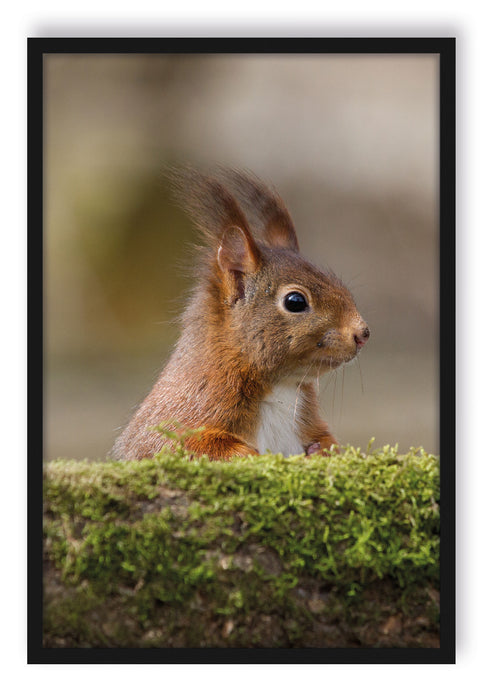 Pixxprint Eichhörnchen hinter Baumstamm, Poster mit Bilderrahmen