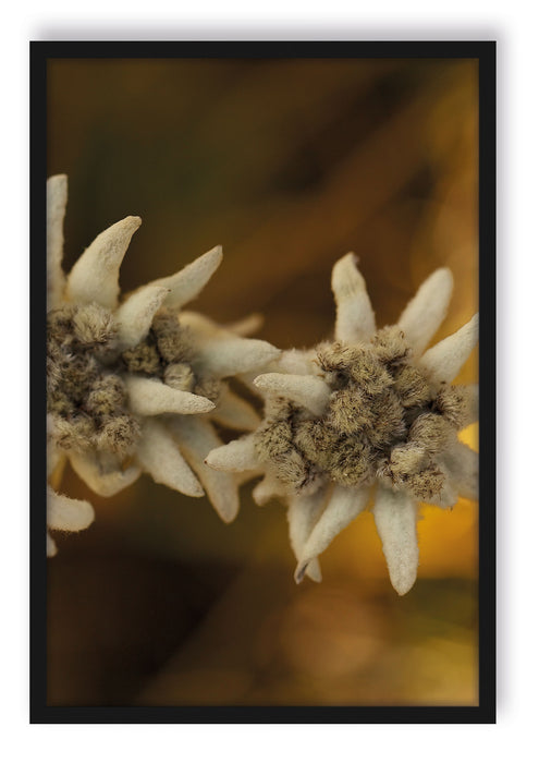 Pixxprint Weißes Edelweiß, Poster mit Bilderrahmen