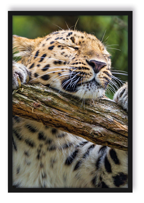 Pixxprint verspielter Leopard, Poster mit Bilderrahmen