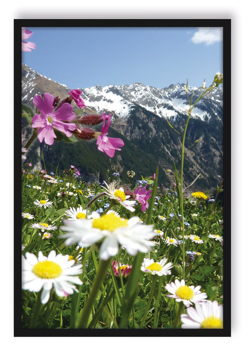 Pixxprint Wunderschöne Blumen Alpenwiese, Poster mit Bilderrahmen