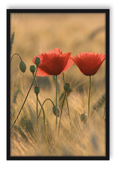Zwei schöne Mohnblumen, Poster mit Bilderrahmen