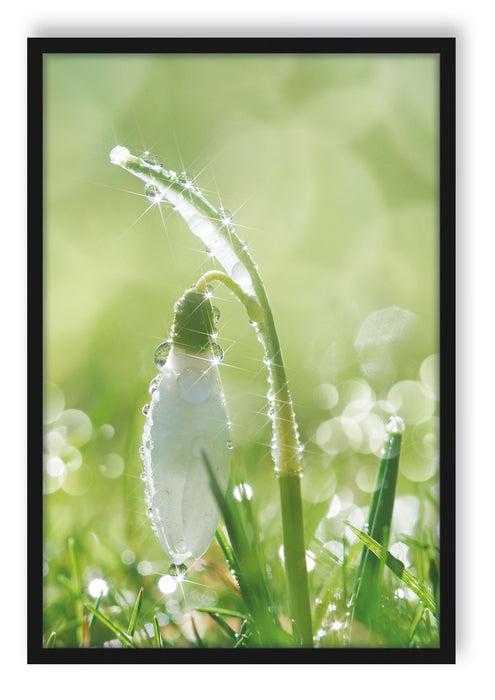 Schneeglöckchen auf Frühlingswiese, Poster mit Bilderrahmen