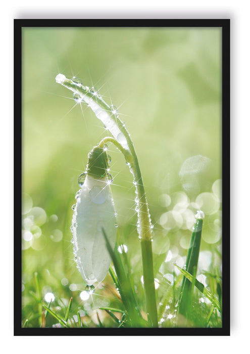 Pixxprint Schneeglöckchen auf Frühlingswiese, Poster mit Bilderrahmen