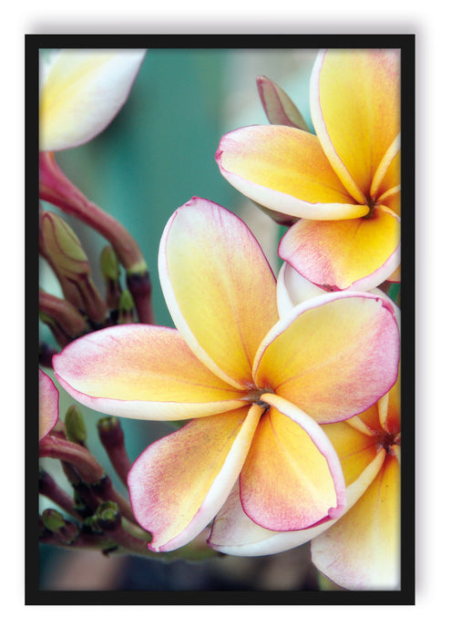 Pixxprint Monoi Blüten auf Hawaii, Poster mit Bilderrahmen