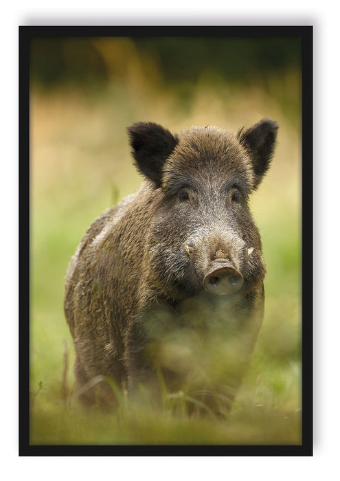 Pixxprint Wildschwein auf Wiese, Poster mit Bilderrahmen