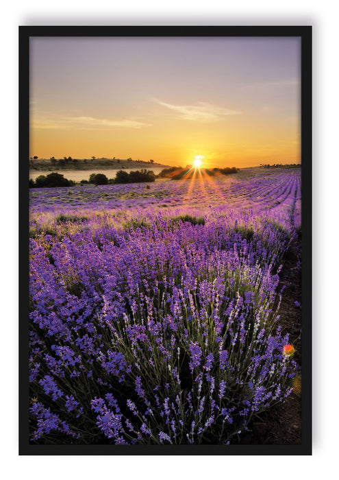 Lavendelfeld in Frankreich, Poster mit Bilderrahmen