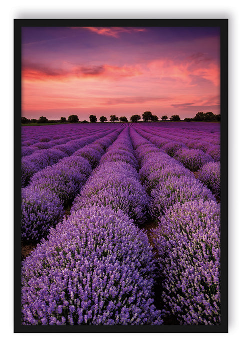 Pixxprint Wunderschöne Lavendel Provence, Poster mit Bilderrahmen