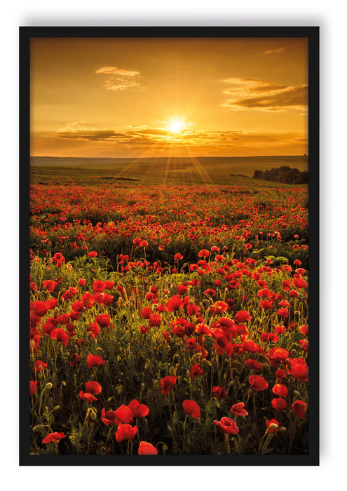 Pixxprint Mohnblütenfeld bei Sonnenuntergang, Poster mit Bilderrahmen