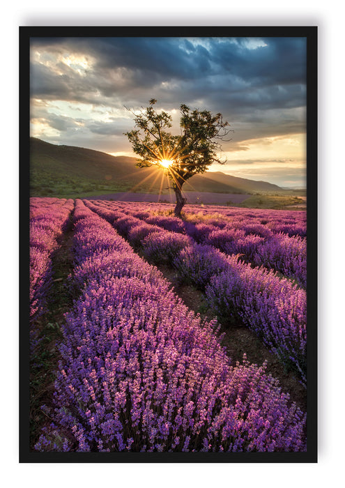 Pixxprint Lavendel Provence mit Baum, Poster mit Bilderrahmen