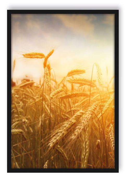Pixxprint Getreide im Sonnenlicht, Poster mit Bilderrahmen