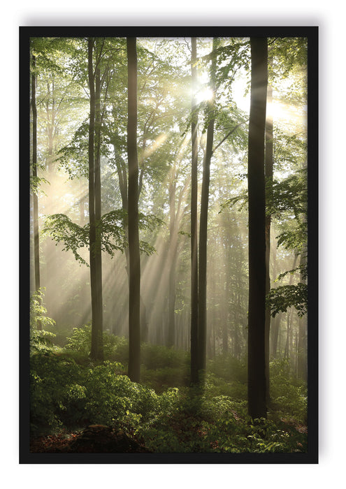 Pixxprint Sonnenstrahlen im Wald, Poster mit Bilderrahmen