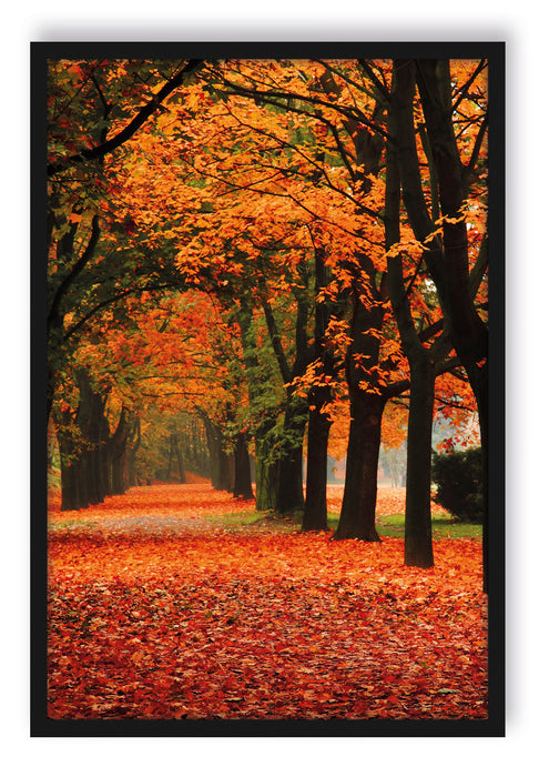 Baumallee im Herbst, Poster mit Bilderrahmen