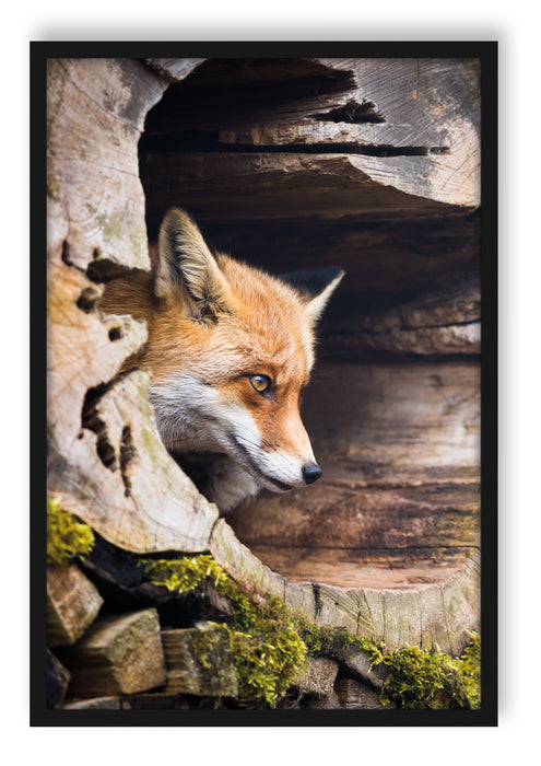 Pixxprint Fuchs im Baumstamm, Poster mit Bilderrahmen