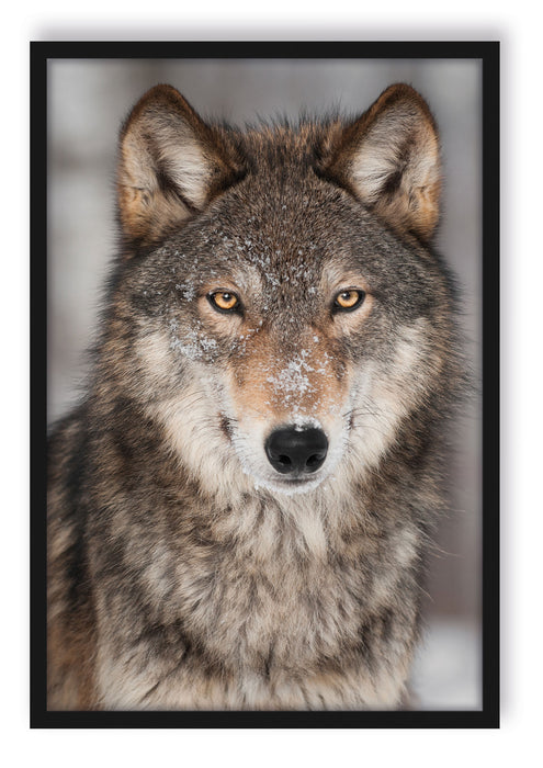 Pixxprint Wachsamer Wolf, Poster mit Bilderrahmen