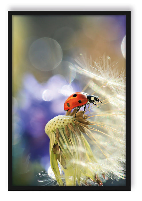 Pixxprint Marienkäfer auf Pusteblume, Poster mit Bilderrahmen