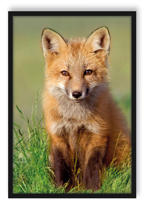 Pixxprint Kleiner Fuchs auf Wiese, Poster mit Bilderrahmen