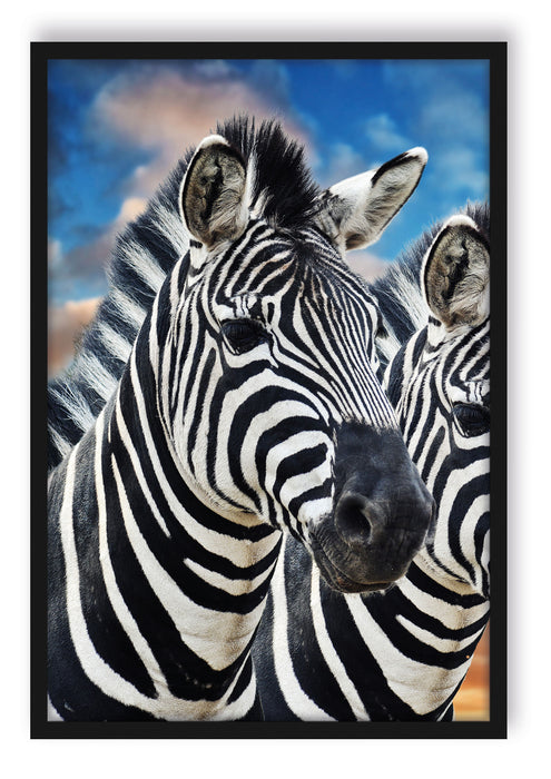 Pixxprint Zebra Pärchen, Poster mit Bilderrahmen