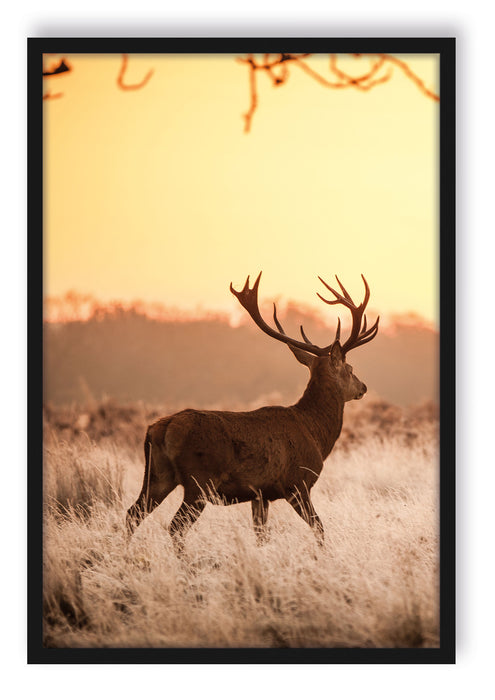 Pixxprint Hirsch im Sonnenuntergang, Poster mit Bilderrahmen